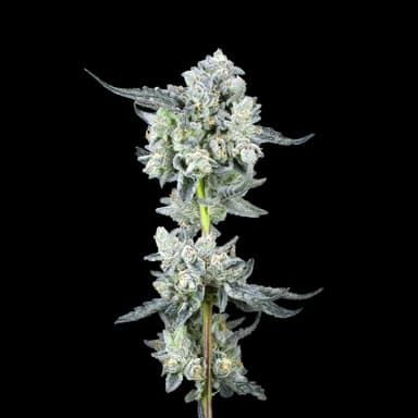Umami Butter - 1G - Cart image 12
