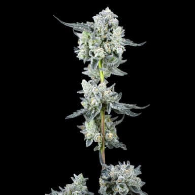 Umami Butter - 1G - Cart image 7